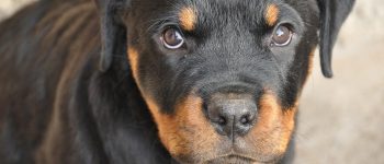 Close up of a Rottweiler