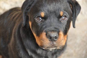 Close up of a Rottweiler