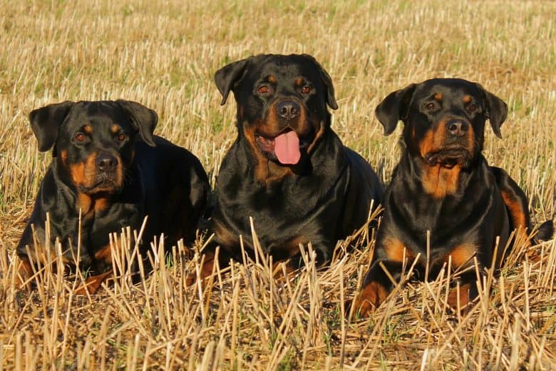 Three Rottweilers relaxing outside