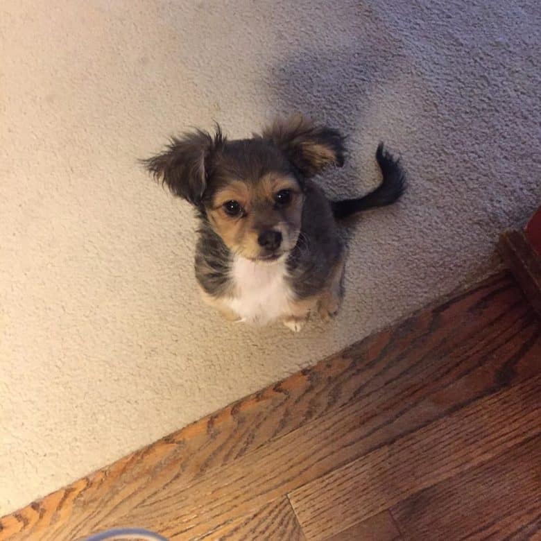 shih tzu mixed with chihuahua