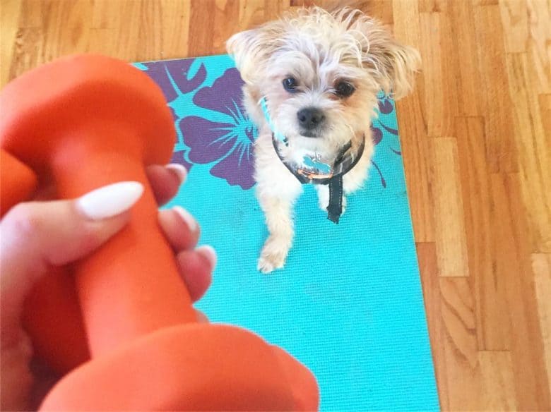 source ShiChi dog exercising with owner