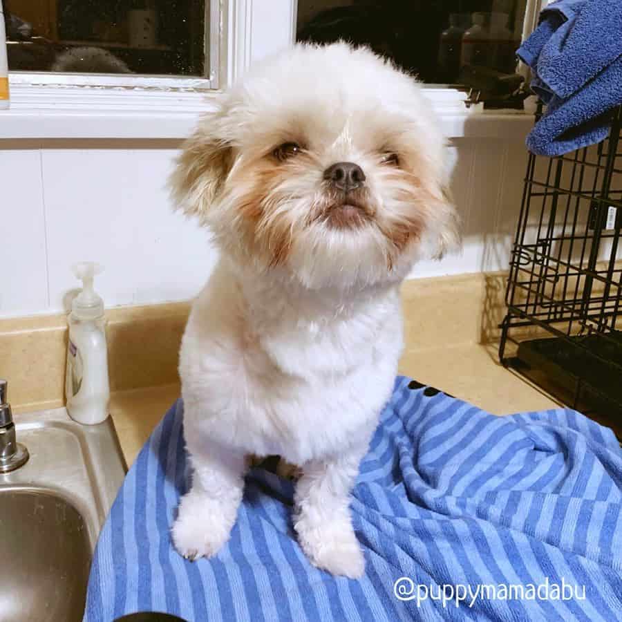 Shih Tzu Chihuahua Mix: All You Need to Know About Shichi Dog - K9 Web