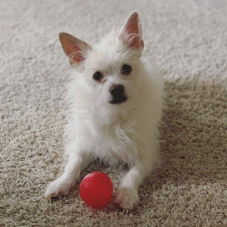 half chihuahua half poodle