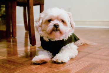 ShiChi dog with long hair and sitting on the floor