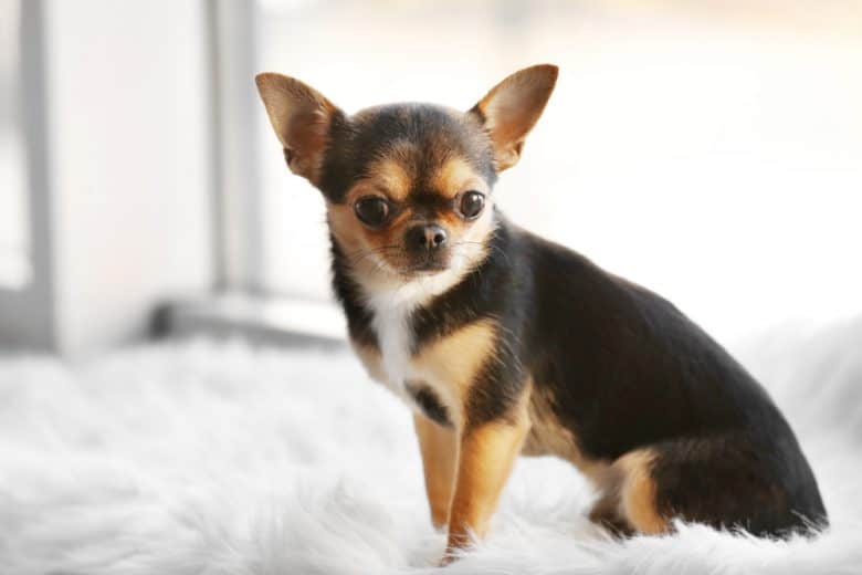 Short-haired Chihuahua standing on a rug and looking to the side