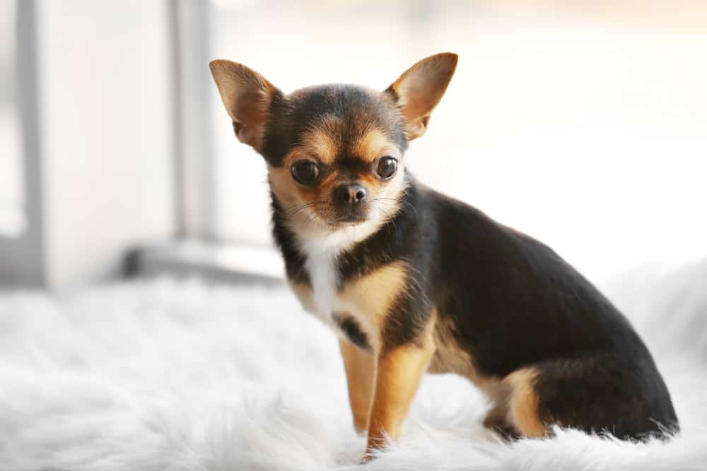 Shih Tzu Chihuahua Mix All You Need to Know About Shichi Dog K9 