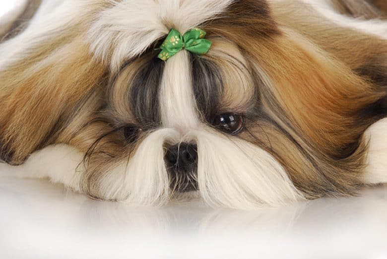 Long-haired Shih Tzu lying with its head on the floor