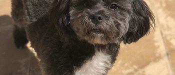 Shih Tzu Poodle mix standing with one paw off the floor