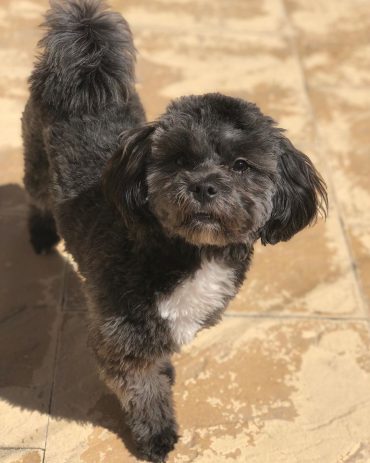 Shih Tzu Poodle mix standing with one paw off the floor