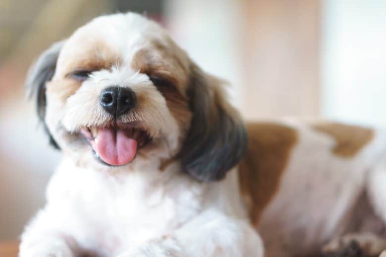 Shih Poo laying on its paws with its tongue out