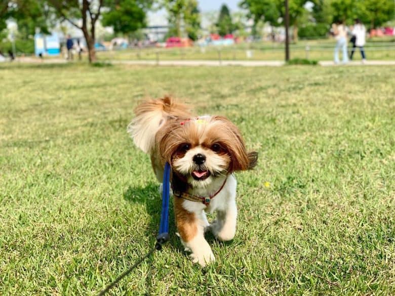 Shih Poo running outdoors at the park