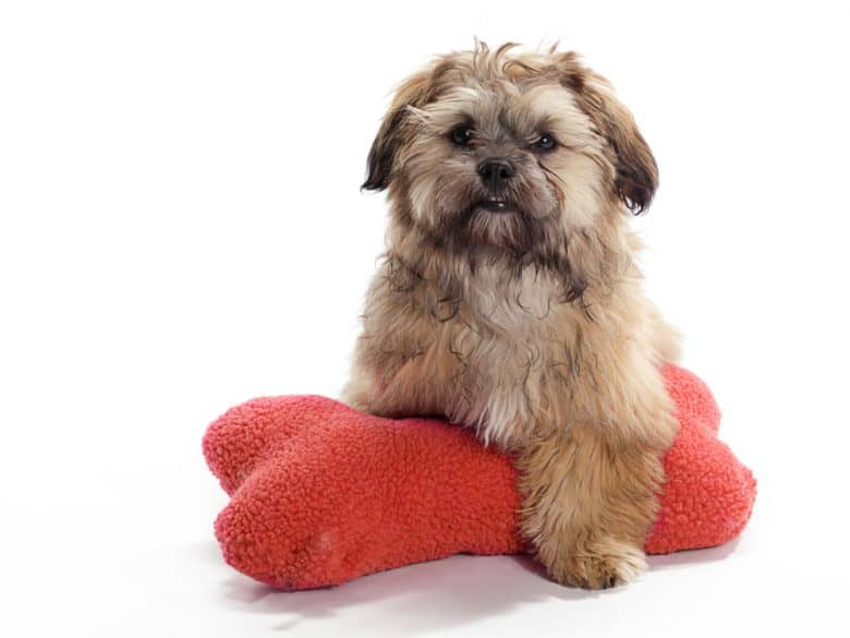 Shih Poo laying on a red pillow