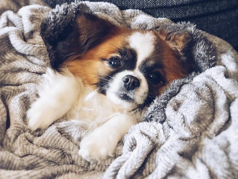 What You Need to Know about the Shih Tzu Chihuahua Mix - K9 Web