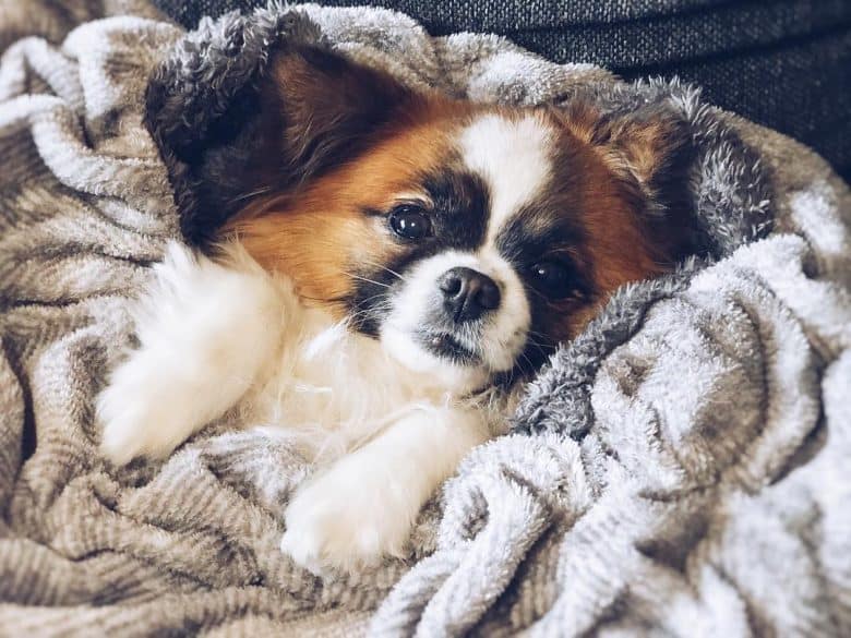 shih tzu x chihuahua