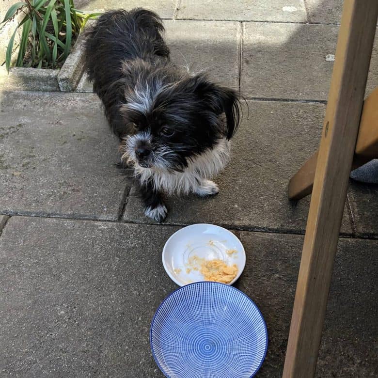 Shih Tzu Chihuahua Mix outdoors with a plate of food