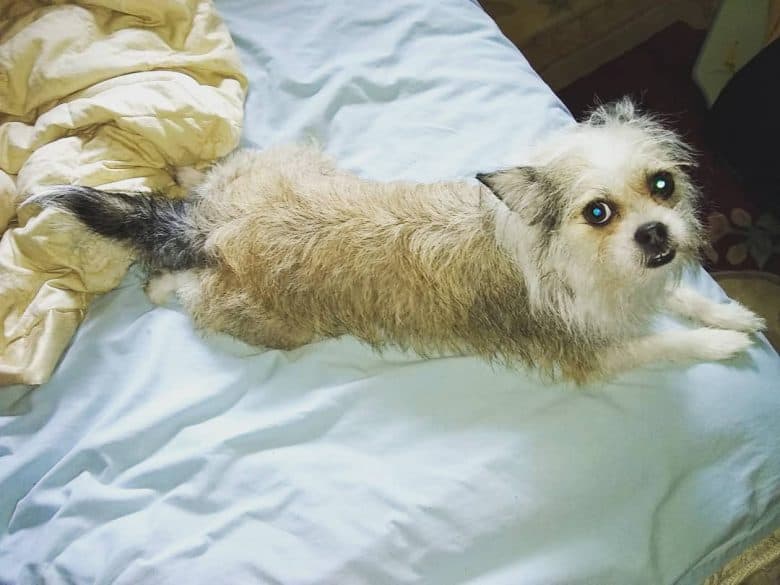 Shih Tzu Chihuahua Mix laying down on the bed and looking at the camera