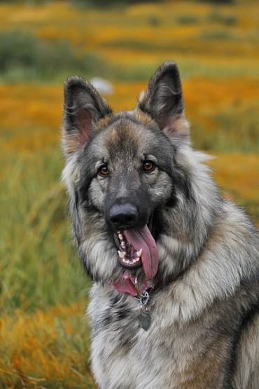 Close-up of a Shiloh Shepherd standing outdoors with its tongue out