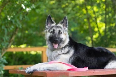 Shiloh Shepherd lying on the table