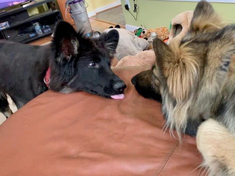 Two Shiloh Shepherds with their heads on the couch