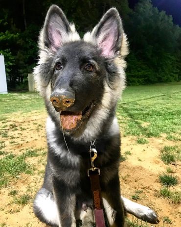 Shiloh Shepherd standing in a field with dirt on its nose