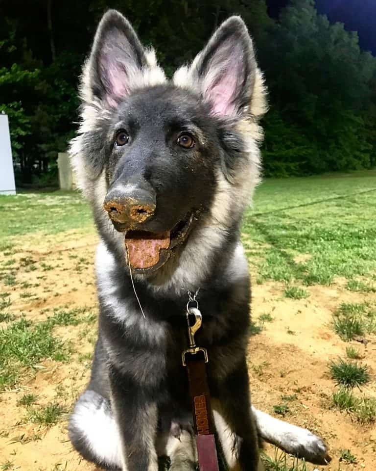 Everything You Need to Know about the Majestic Shiloh Shepherd K9 