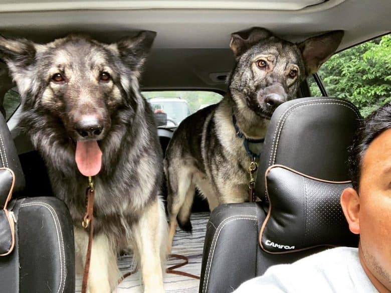 Two Shiloh Shepherds standing in the back of a car