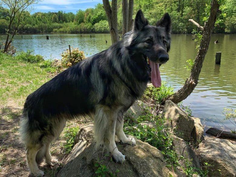 Shiloh Shepherd standing with its front legs on a rock