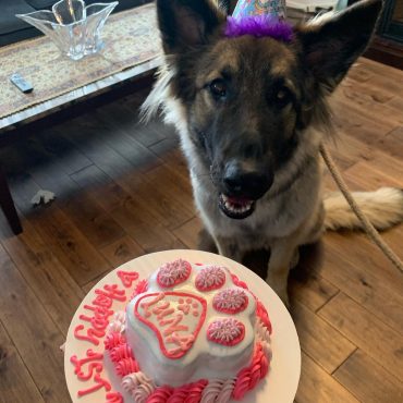 Shiloh Shepherd with a birthday cake wearing a party hat