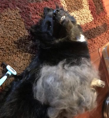 Shiloh Shepherd lying on its back with loose fur on its chest