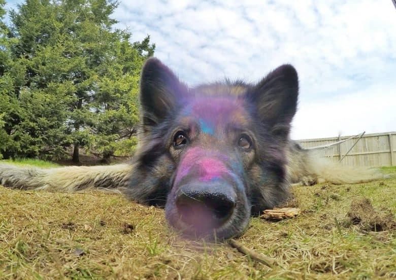 Shiloh Shepherd with colored chalk on its nose lying on the ground