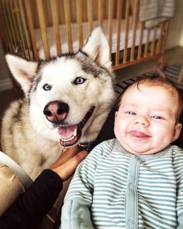 Siberian Husky standing beside a baby