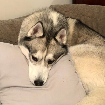 Siberian Husky laying its head on a pillow