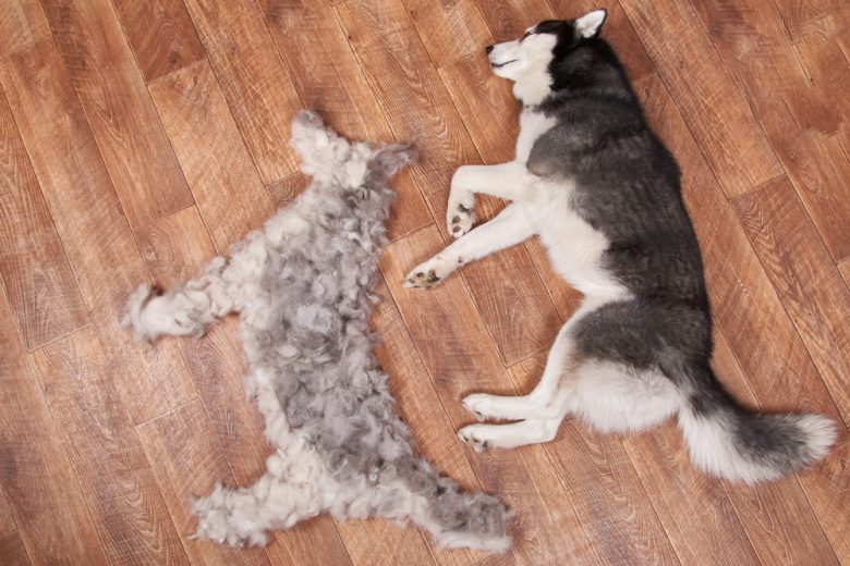 Siberian Husky lying on the floor beside a pile of loose fur