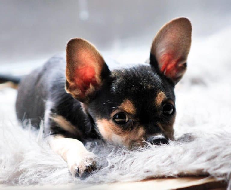 The Teacup Chihuahua Answering Your Questions About the