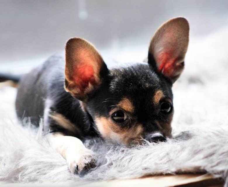 Chihuahua de cabeza de ciervo tumbado con la cabeza en el suelo