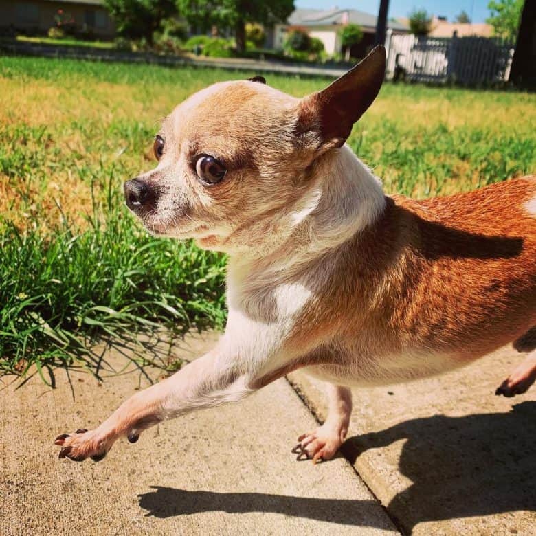 old teacup chihuahua