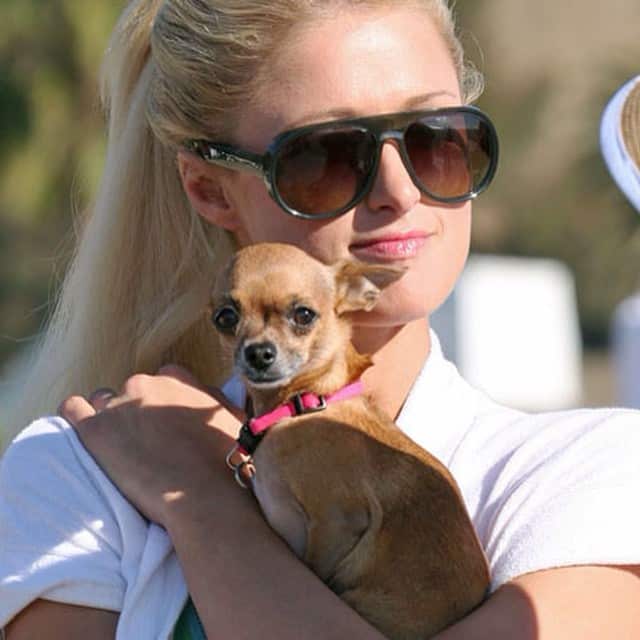 Campanilla Hilton la chihuahua de la taza de té en brazos de Paris Hilton's arms