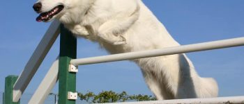 A White Shepherd jumping over a hurdle