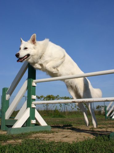 The Ultimate Guide to the White German Shepherd - K9 Web