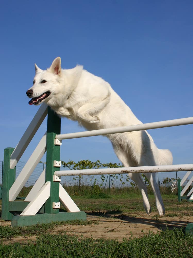 The Ultimate Guide To The White German Shepherd K9 Web