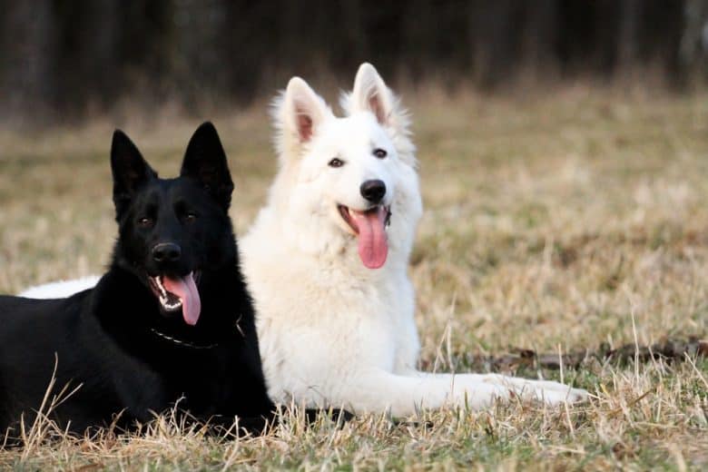 white coat german shepherd