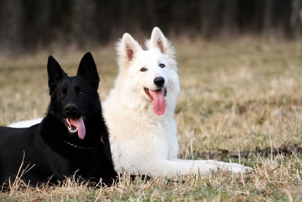 The Ultimate Guide to the White German Shepherd K9 Web