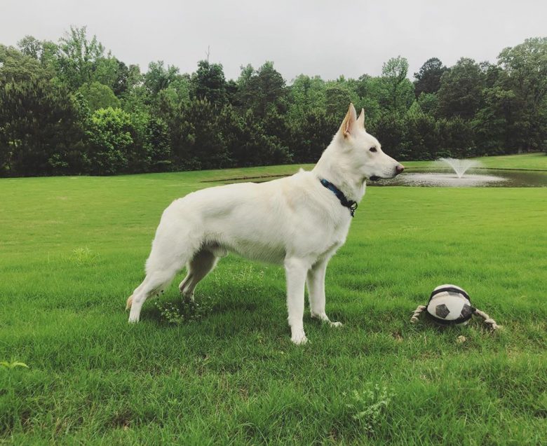 white coat german shepherd