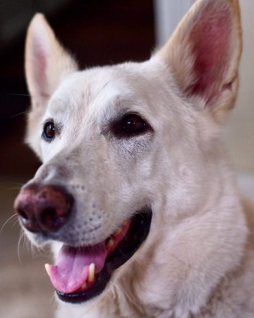 Close-up of a White German Shepherd with its tongue out
