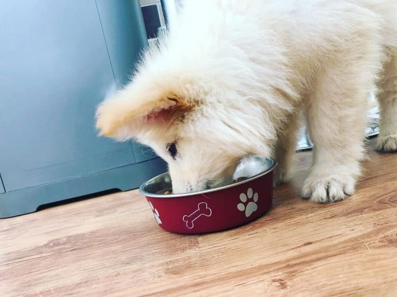 White German Shepherd puppy eating out of its food bowl