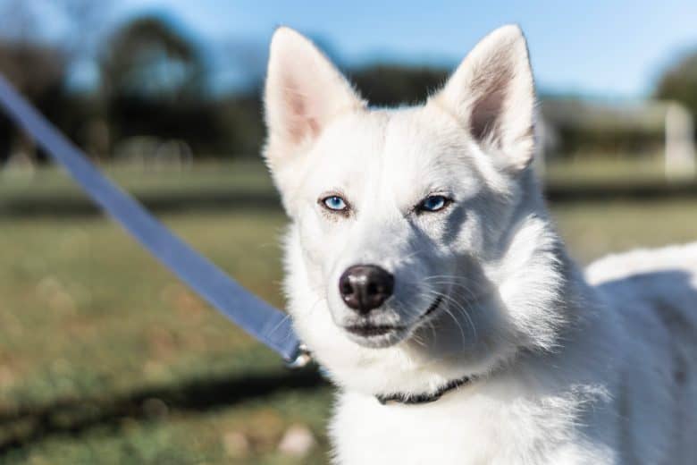 white siberian husky mix