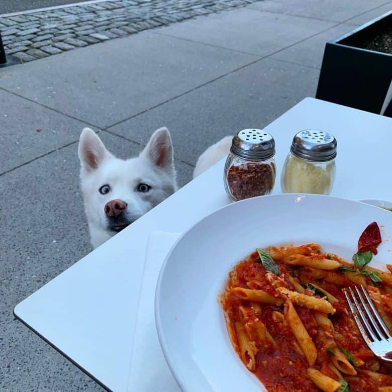 White Husky peeking at his owner during a meal
