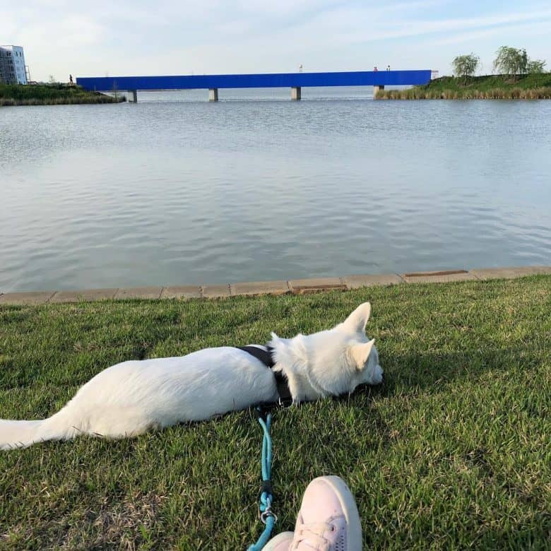 White Siberian Husky laying in the grass by the water