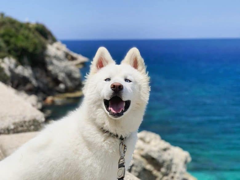 all white fluffy husky