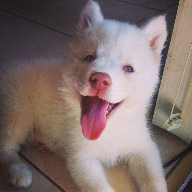 Mini White Husky sticking its tongue out